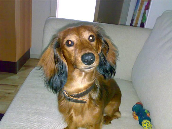 Dværggravhund Tino (Tiller) billede 1