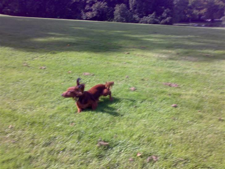 Dværggravhund Tino (Tiller) - så tar vi lig en spurter.. :) billede 2