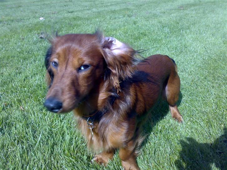 Dværggravhund Tino (Tiller) - ´hvad kan jeg nu gøre for at driller moar?´  :) billede 3