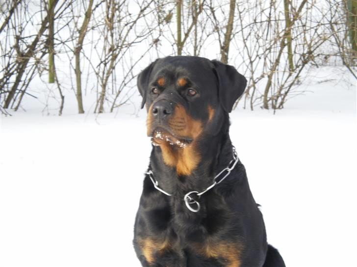 Rottweiler Chica billede 1