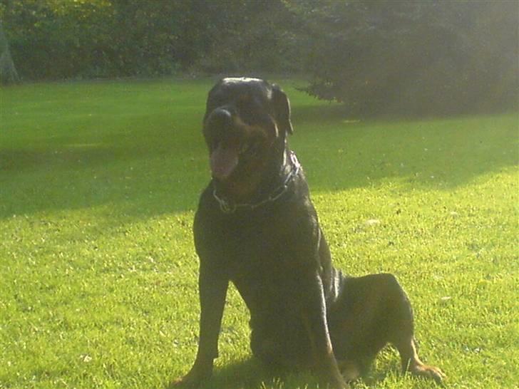 Rottweiler Chica billede 2