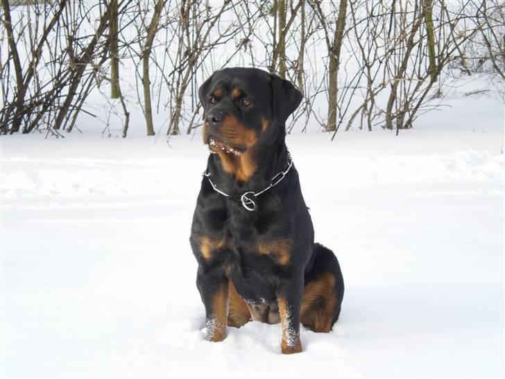 Rottweiler Chica billede 3