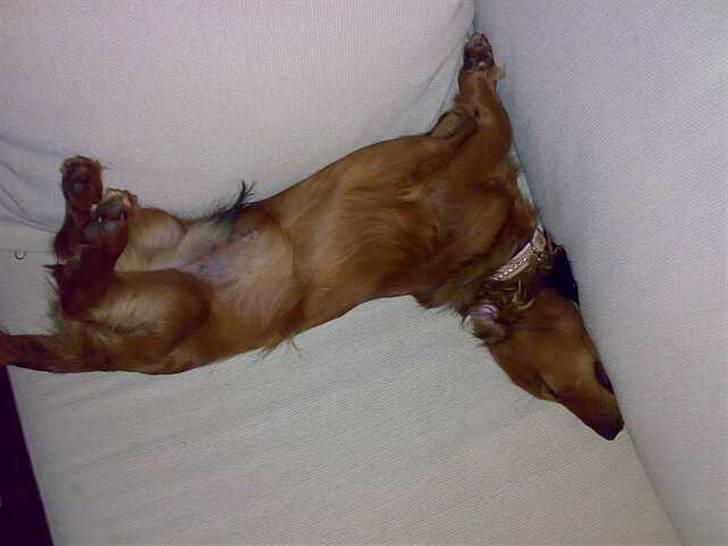 Dværggravhund Tino (Tiller) - En velfortjent lur, efter et møde med en legekammerat. billede 4