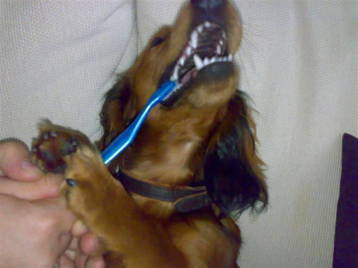 Dværggravhund Tino (Tiller) - Så skal der børstes bisser:) billede 5