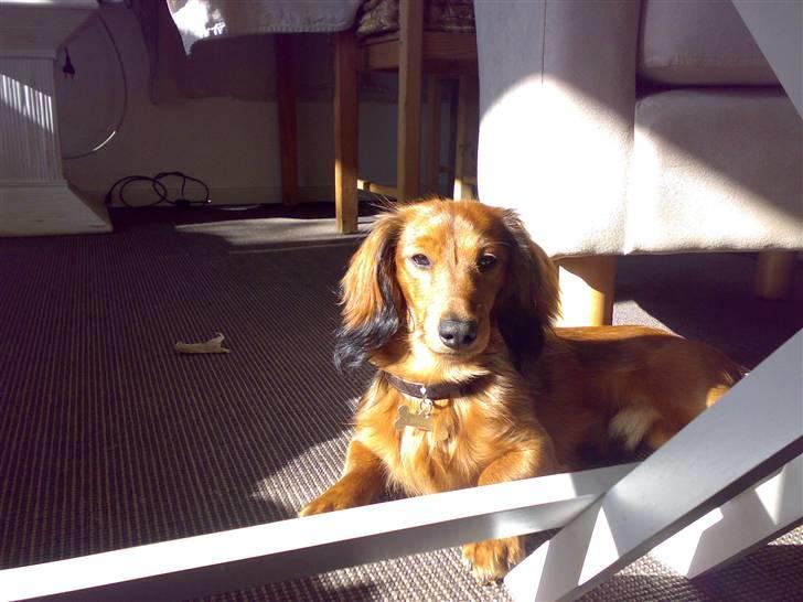 Dværggravhund Tino (Tiller) - Perfekt billede :) billede 6