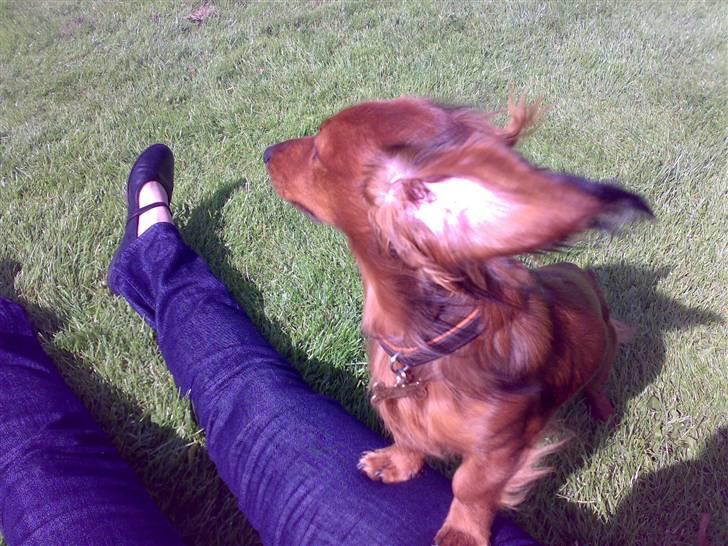 Dværggravhund Tino (Tiller) - så får jeg lig luftet ørerne.. :) - det dejligt billede 7