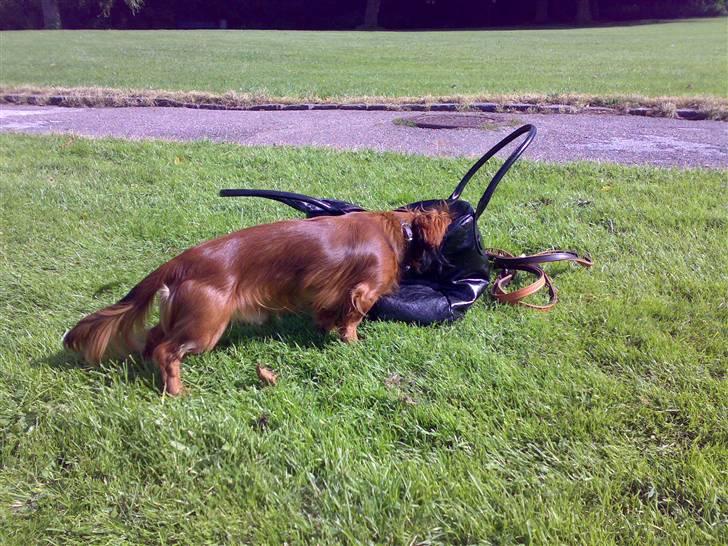 Dværggravhund Tino (Tiller) - jaeh.. ved hvor moar gemmer gufferne.. :) billede 8