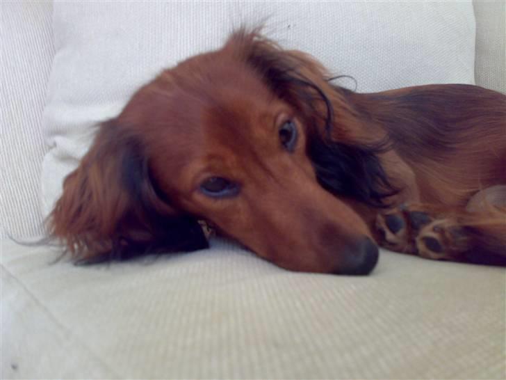 Dværggravhund Tino (Tiller) - så blir der lige slappet lidt..  billede 9