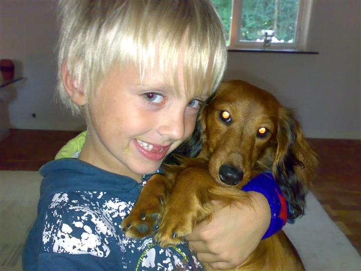 Dværggravhund Tino (Tiller) - Børn elsker ham - og han elsker børn.. :) billede 10