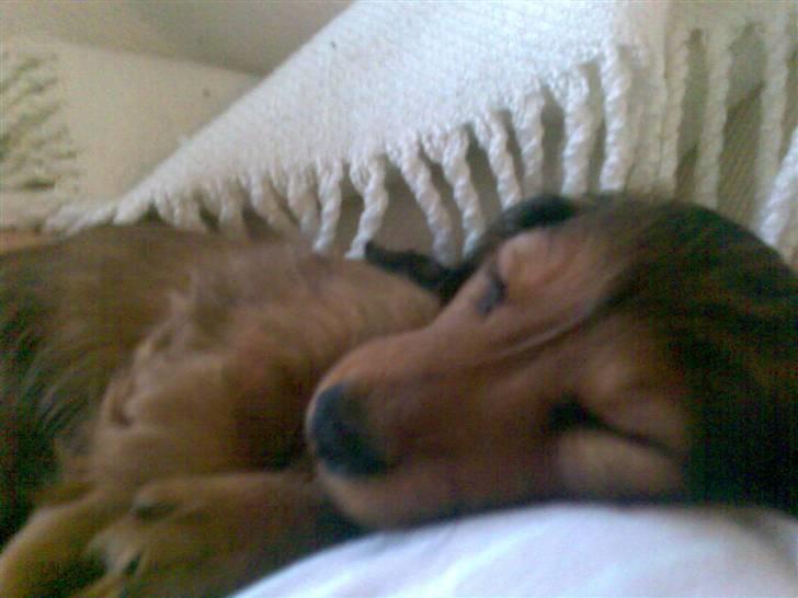 Dværggravhund Tino (Tiller) - ca 8 uger gammel.. :) billede 11