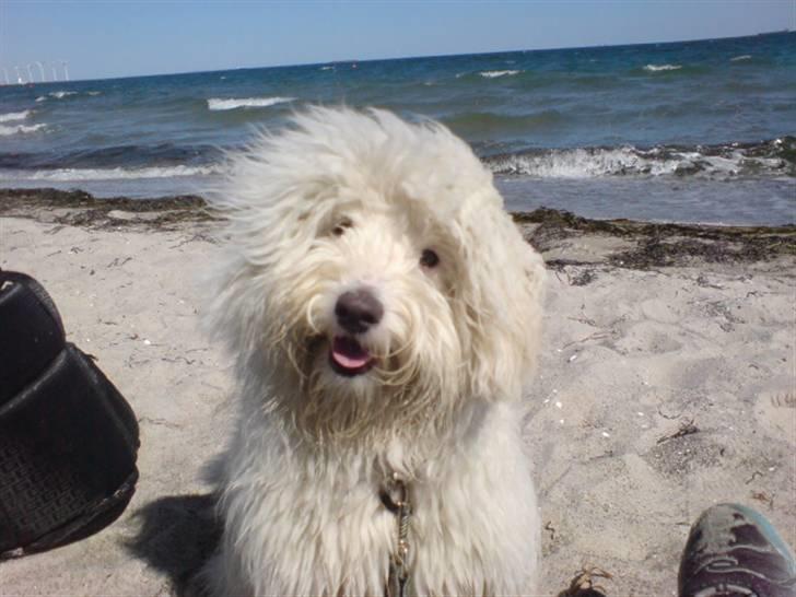 Coton de tulear Casmo - Første gang udenfor  3uger gammel billede 1