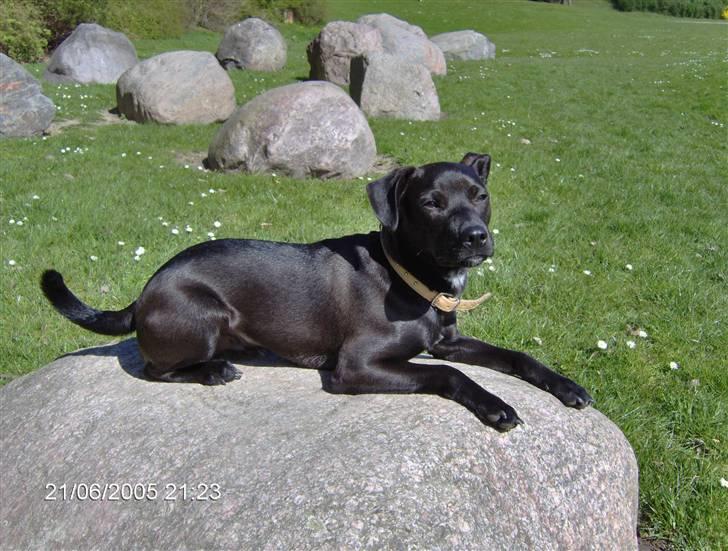 Blanding af racer Blacki billede 9