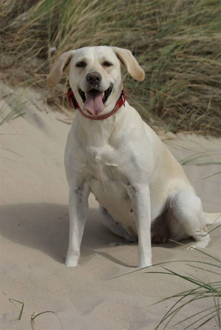 Labrador retriever Luna billede 1