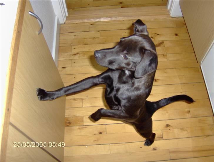 Blanding af racer Blacki - er der noget til mig deroppe? billede 10