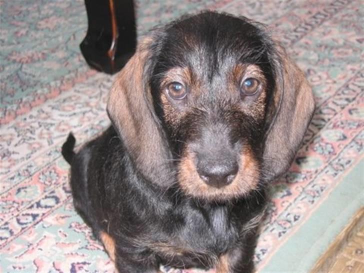 Gravhund Fendi - Her er jeg lige kommet hjem :o) billede 1