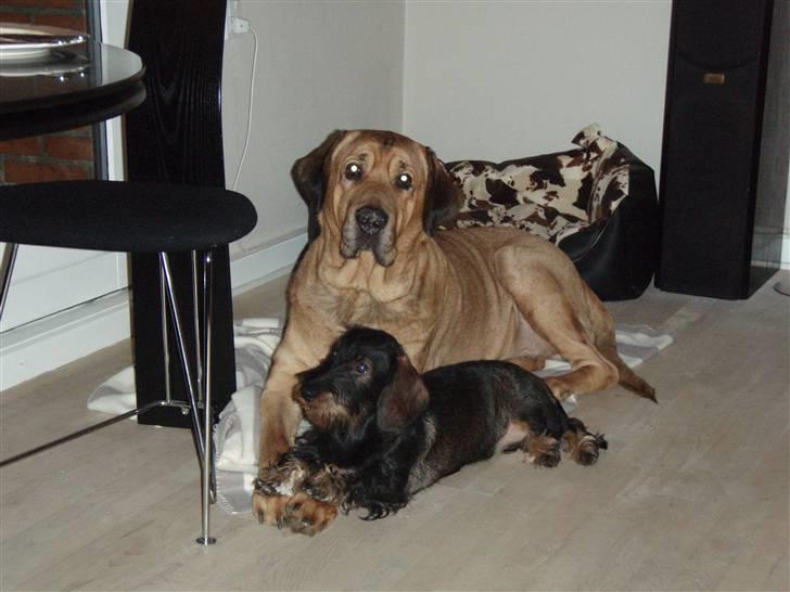 Gravhund Fendi - Her er jeg sammen med min legekammerat Rollo billede 2