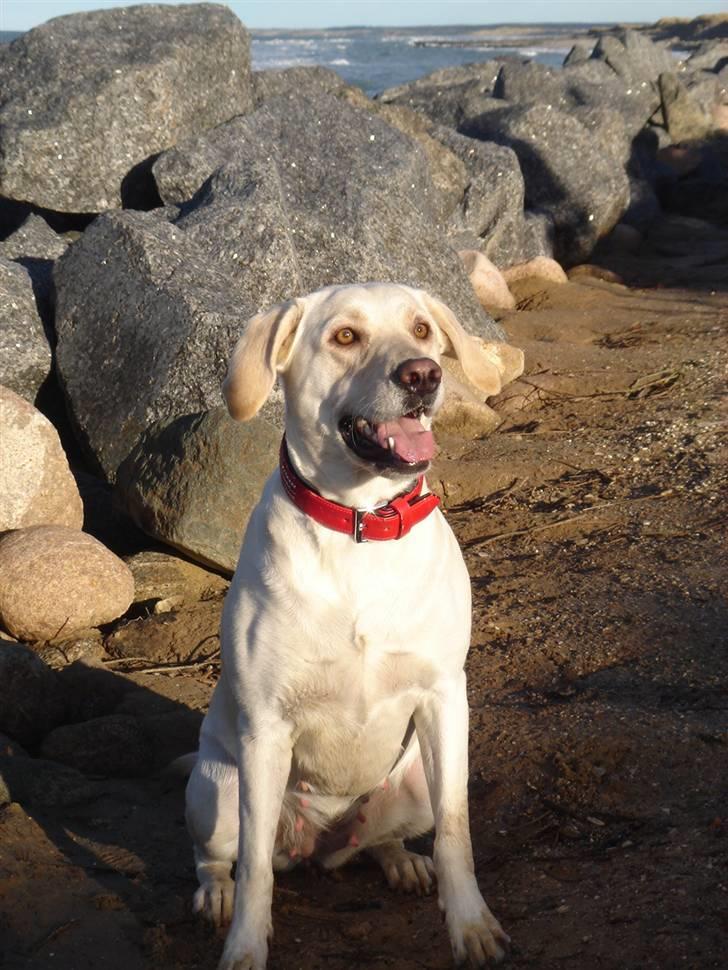 Labrador retriever Luna billede 2