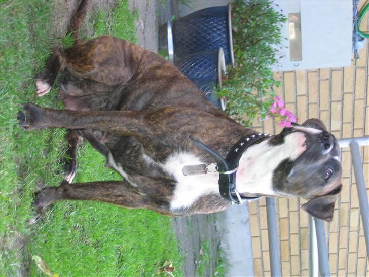 Amerikansk staffordshire terrier Dior billede 7