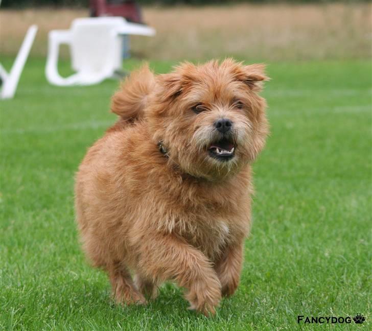 Blanding af racer Møffe  billede 18