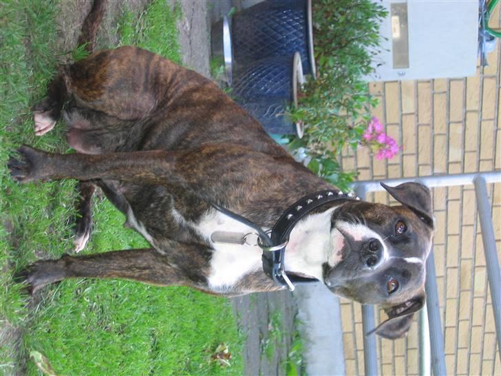 Amerikansk staffordshire terrier Dior billede 8