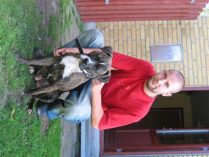 Amerikansk staffordshire terrier Dior billede 9