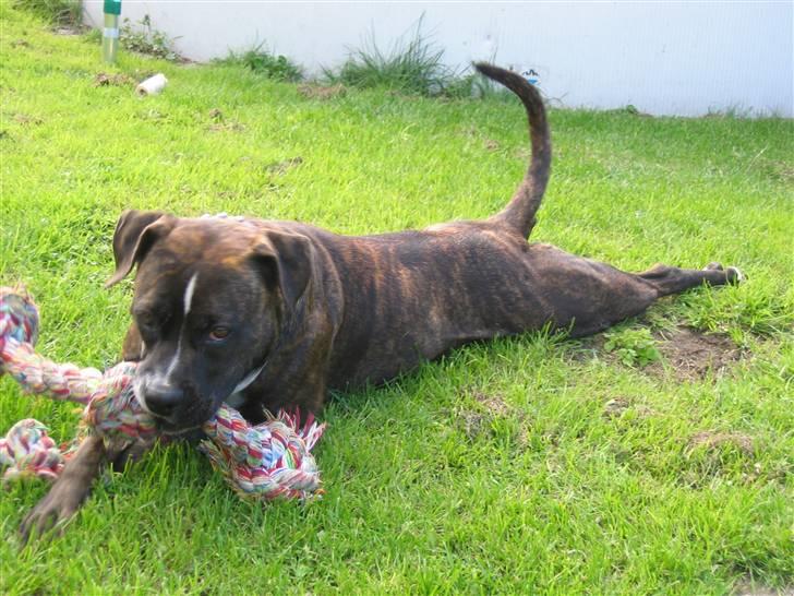 Amerikansk staffordshire terrier Dior billede 10