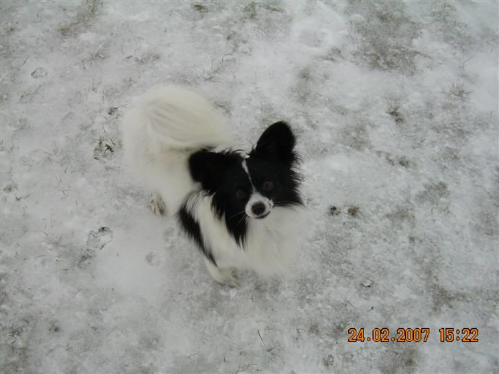 Papillon Quinto (forældres) - I sneen 2007 billede 1