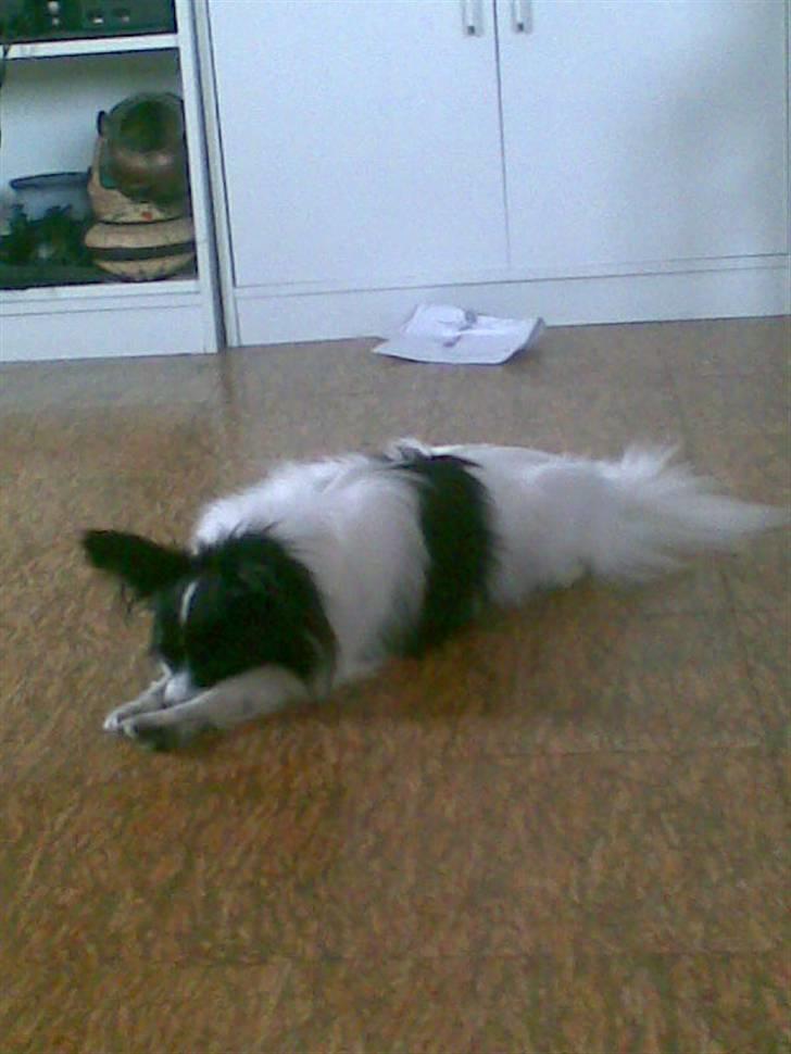 Papillon Quinto (forældres) - Or jeg er bar træt billede 2