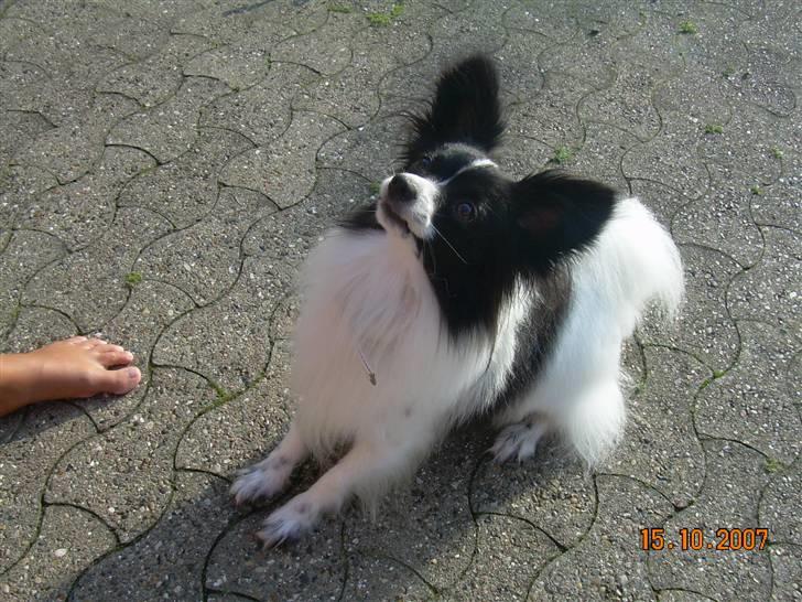 Papillon Quinto (forældres) billede 3