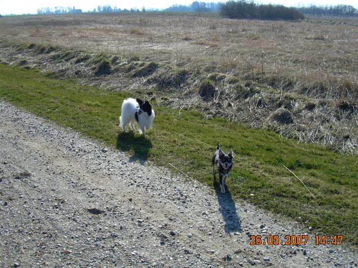 Papillon Quinto (forældres) - Ude på tur sammen med Casper ( Chihuahua) billede 4