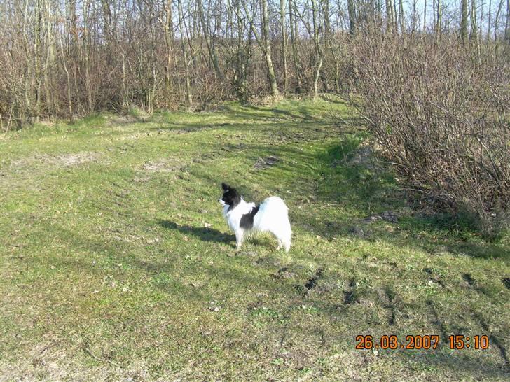 Papillon Quinto (forældres) - Se hvor flot jeg er :) billede 5