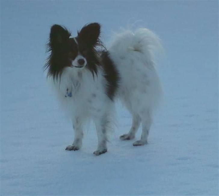 Papillon Quinto (forældres) - 2011 billede 6