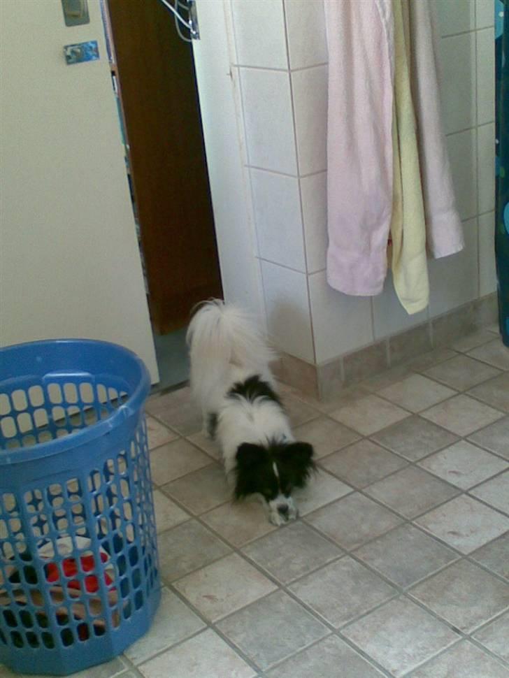 Papillon Quinto (forældres) - Man slapper bar allerbedst af ved at ligge på forbenene :P billede 7