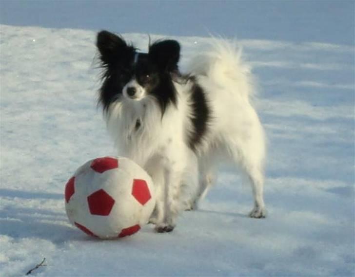 Papillon Quinto (forældres) - 2011 billede 8