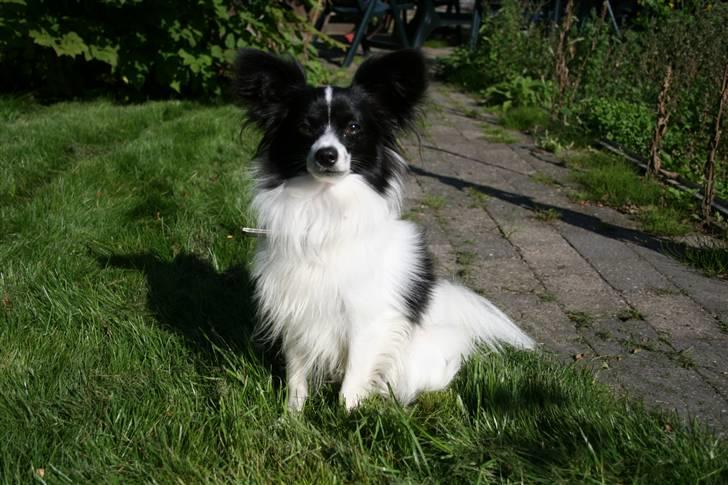 Papillon Quinto (forældres) - Sommer 2006 billede 9