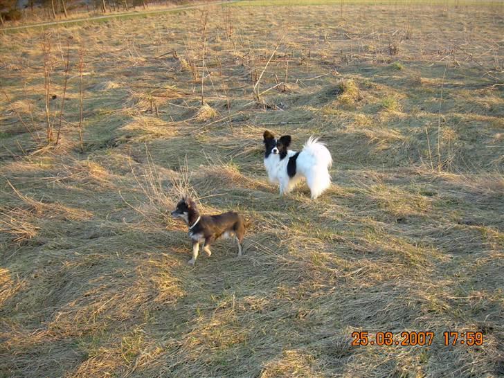 Papillon Quinto (forældres) - På tur med Casper ( Chihuahua) billede 10