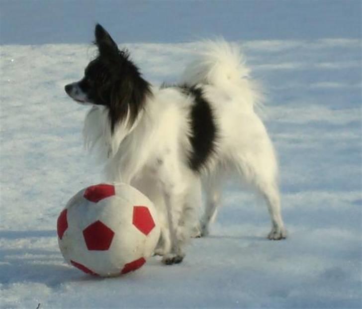 Papillon Quinto (forældres) - 2011 billede 11