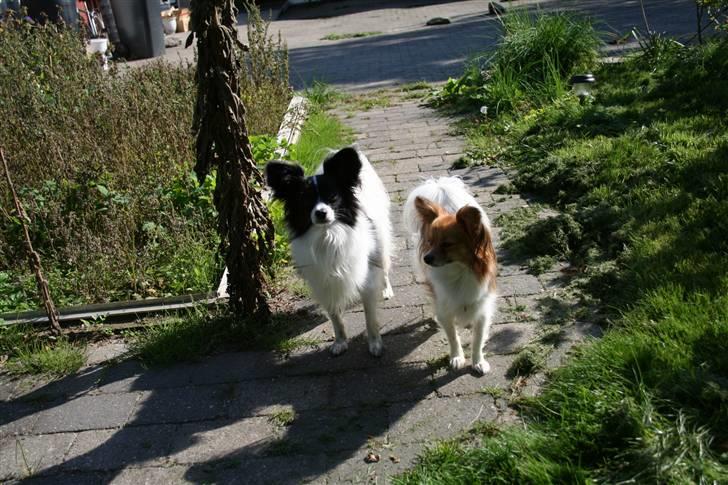 Papillon Quinto (forældres) - Sommer 2006 billede 13