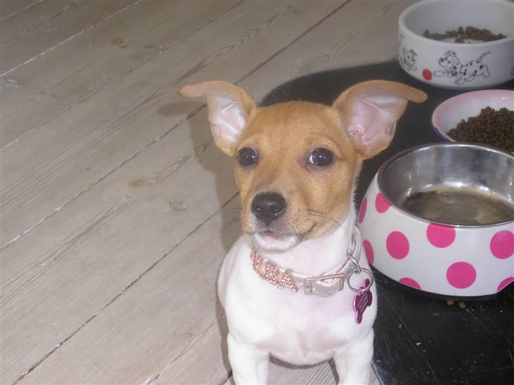 Jack russell terrier Alba - Hey!! Hva glor i på ?! :P billede 1