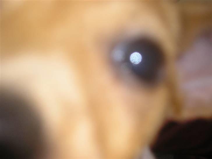 Jack russell terrier Alba - *Snuser lige til kameraet* billede 2