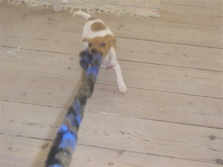 Jack russell terrier Alba - Grrrr! Dette kattelegetøj er godt nok farligt... billede 3