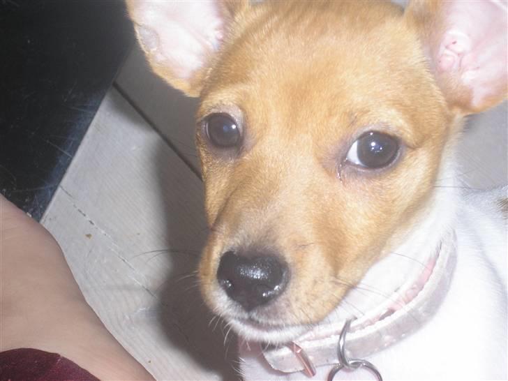 Jack russell terrier Alba - Er jeg ikke bare bedårende?? billede 4