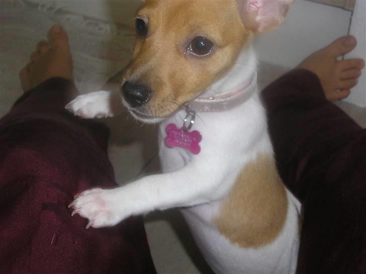 Jack russell terrier Alba - Hvor er hendes fødder dog dejlige... billede 5