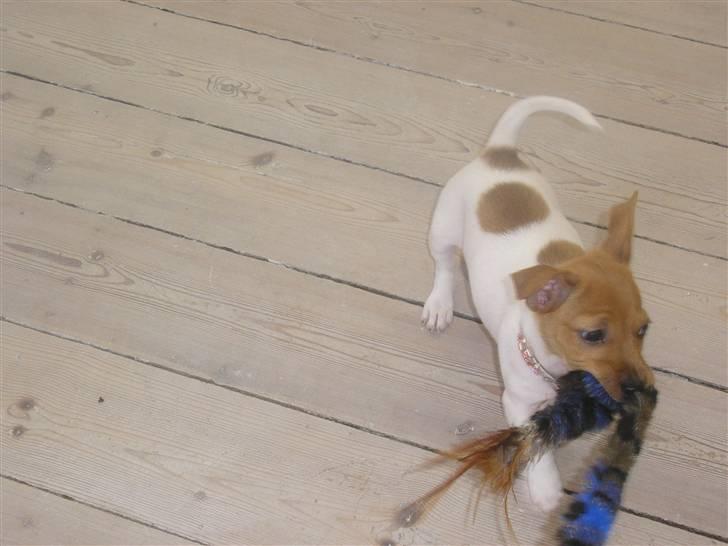 Jack russell terrier Alba - Endelig er den død!!! billede 6