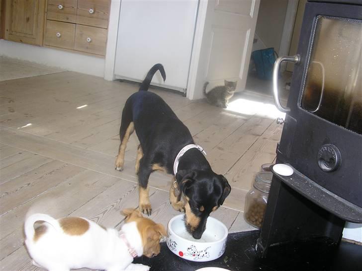 Jack russell terrier Alba - Alba, Gusse (Augusta) og vores killing Smilla. (Som er i baggrunden) billede 7