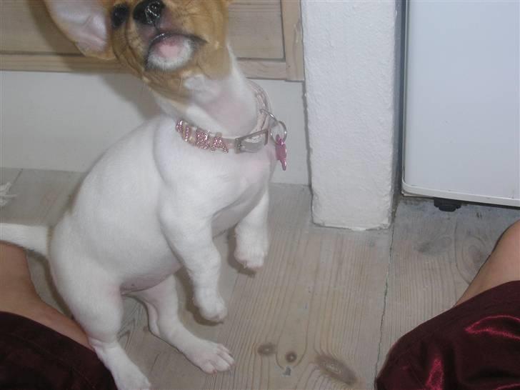 Jack russell terrier Alba - Hopsa ! Jeg elsker at hoppe. billede 8