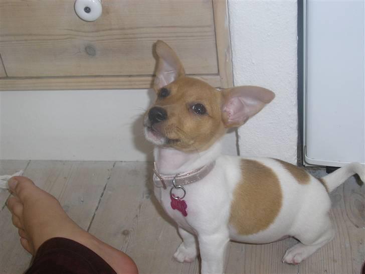 Jack russell terrier Alba - Er jeg ikke bare kæk?? (Når jeg læner mig tilbage, får jeg flyveører) billede 9