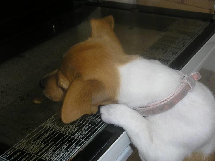 Jack russell terrier Alba - Sikke en spændende ovn. billede 10