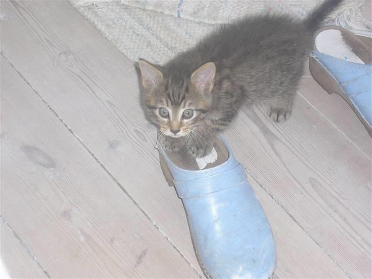 Jack russell terrier Alba - Det er en af vores killinger.. Smilla :) billede 11