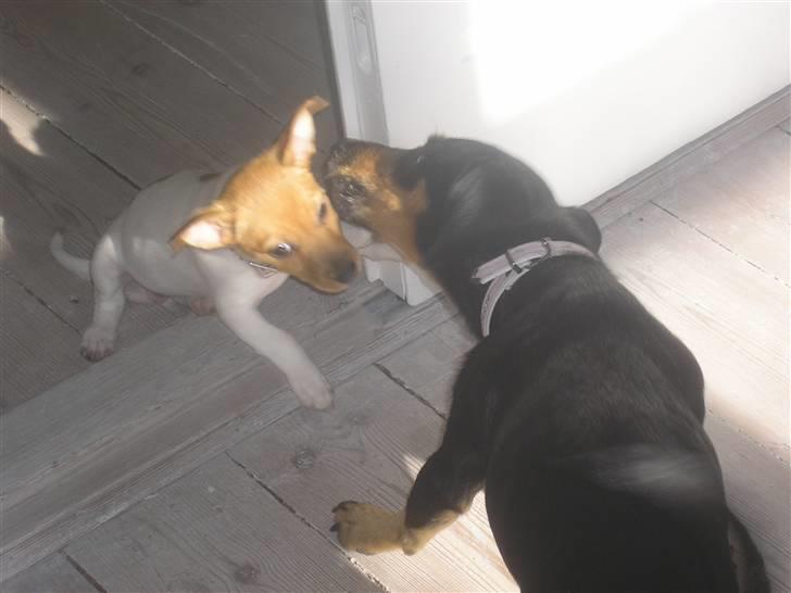 Jack russell terrier Alba - Hun skal slikkes.. billede 12